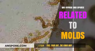 Hyphae, Spores, and Molds: Understanding Their Interconnected Fungal Roles