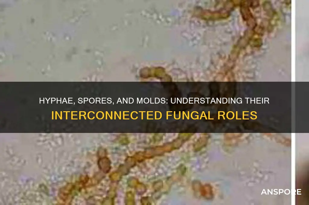 are hyphae and spores related to molds