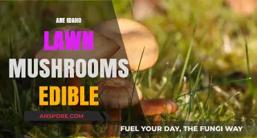 Are Idaho Lawn Mushrooms Edible? A Guide to Safe Foraging