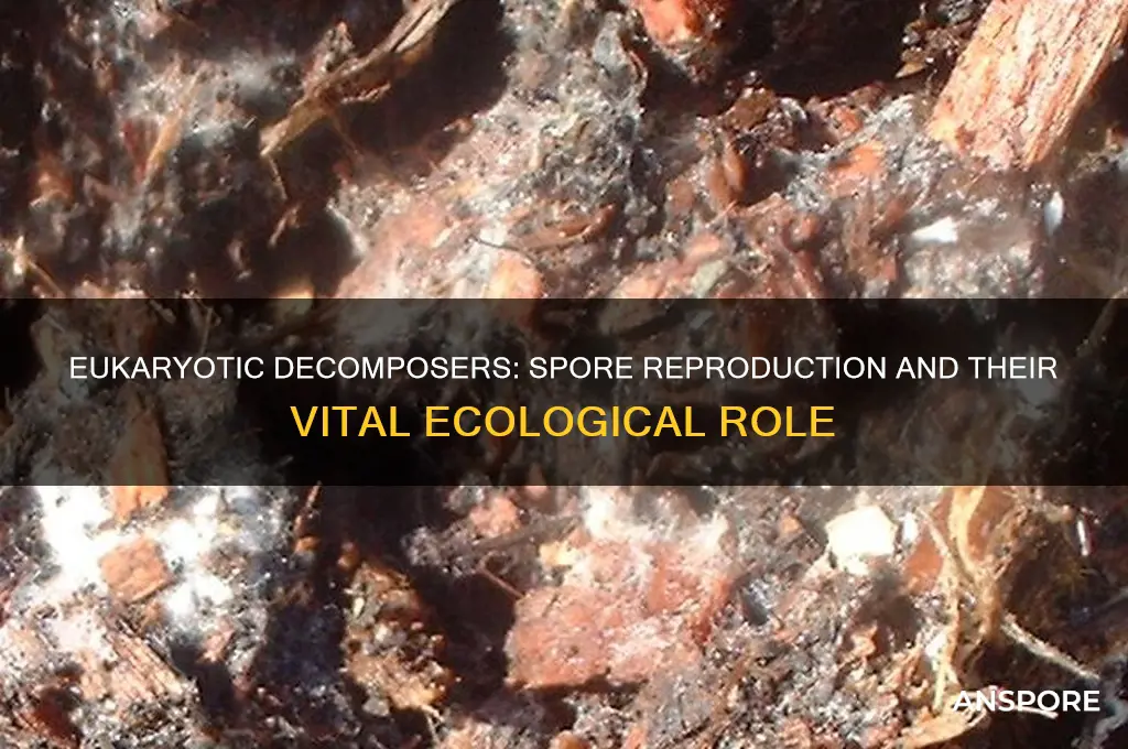 are important eukaryotic decomposers that reproduce by spores