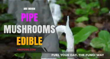 Are Indian Pipe Mushrooms Edible? Unveiling the Truth About This Ghostly Fungus