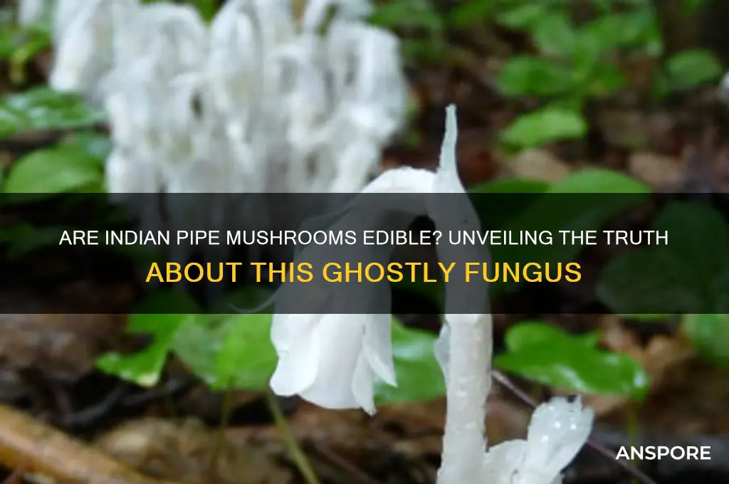 are indian pipe mushrooms edible
