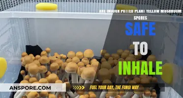 Are Yellow Mushroom Spores from Indoor Potted Plants Safe to Inhale?