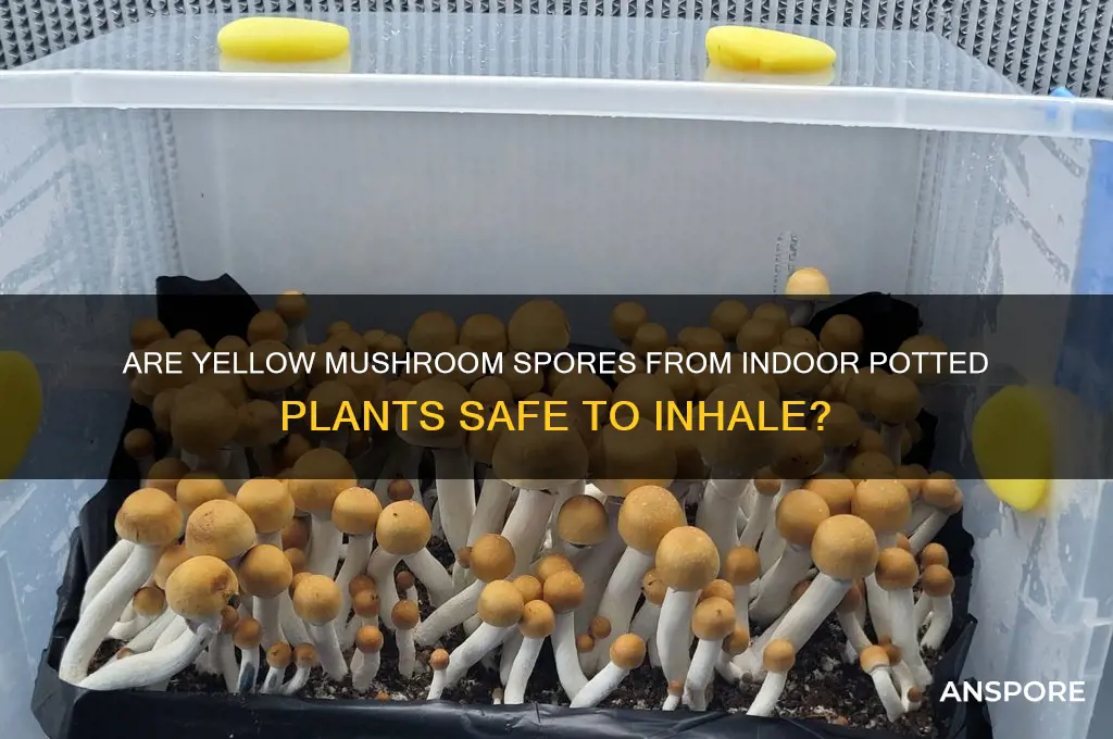are indoor potted plant yellow mushroom spores safe to inhale