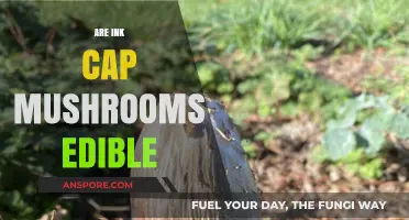 Are Ink Cap Mushrooms Edible? A Guide to Safe Foraging