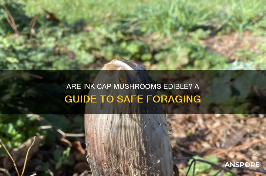are ink cap mushrooms edible
