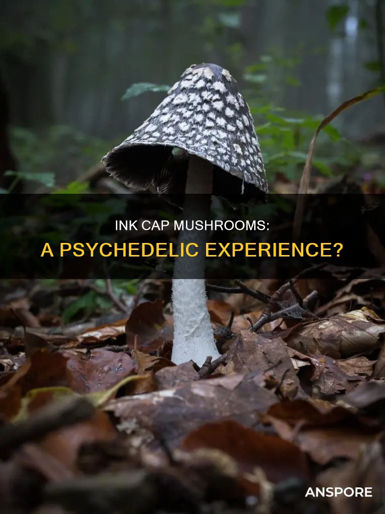 are ink cap mushrooms psychedelic