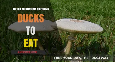 Can Ducks Safely Eat Ink Mushrooms? A Complete Guide