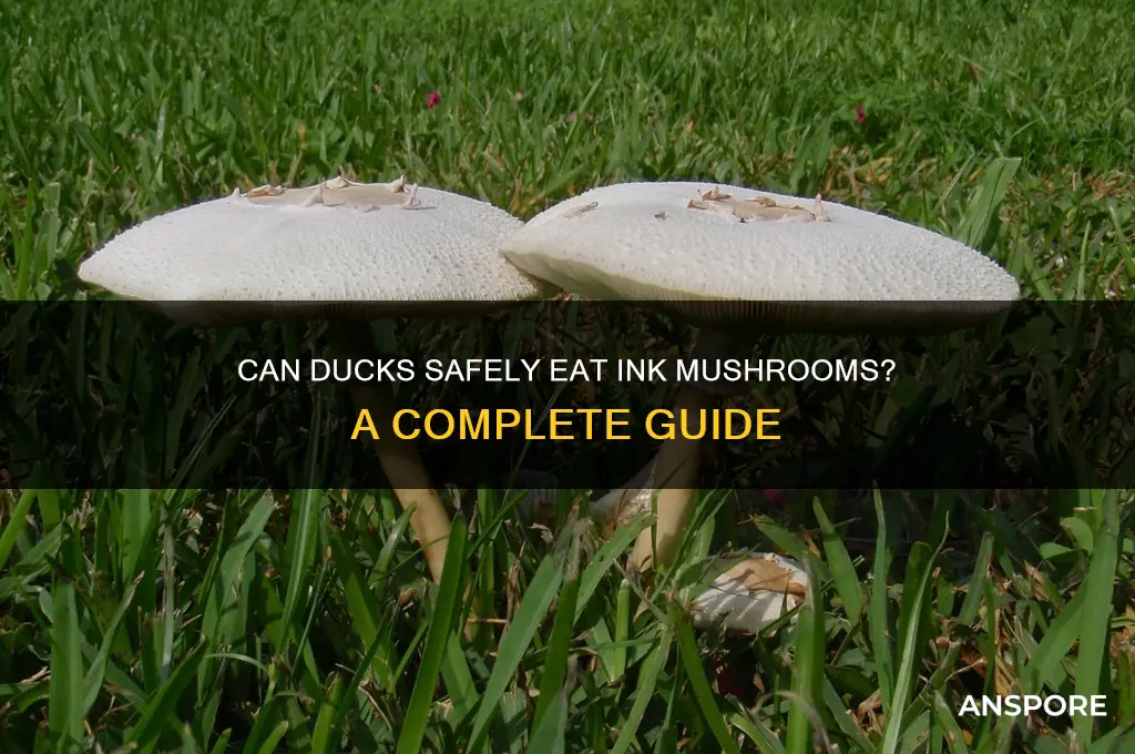 are ink mushrooms ok for my ducks to eat