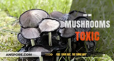 Ink Mushrooms: Are They Toxic to Humans?
