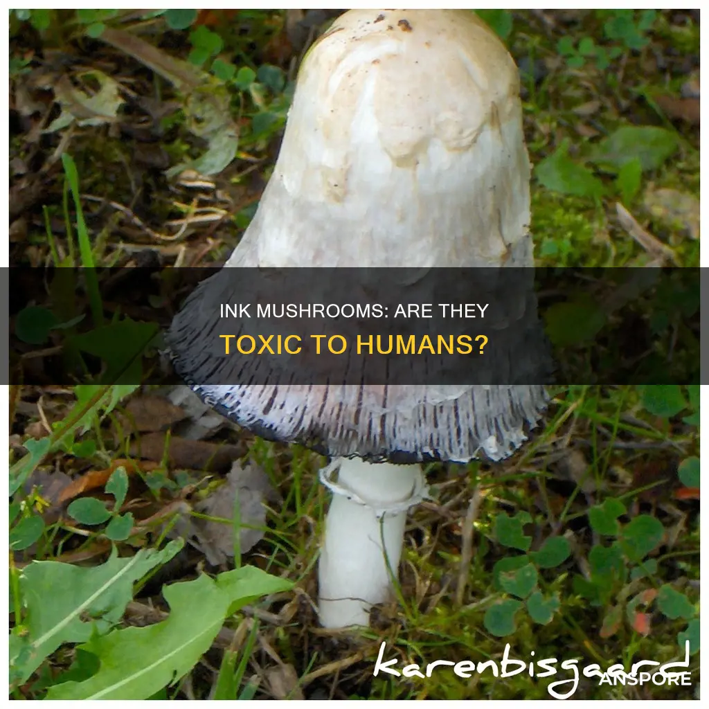 are ink mushrooms toxic