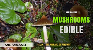 Are Inocybe Mushrooms Edible? Risks, Identification, and Safety Tips