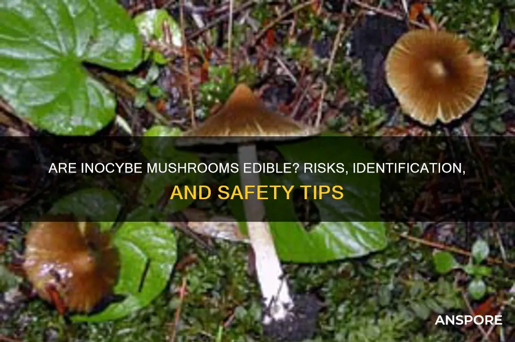 are inocybe mushrooms edible