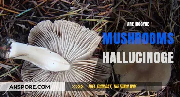Inocybe Mushrooms: Hallucinogenic or Not?