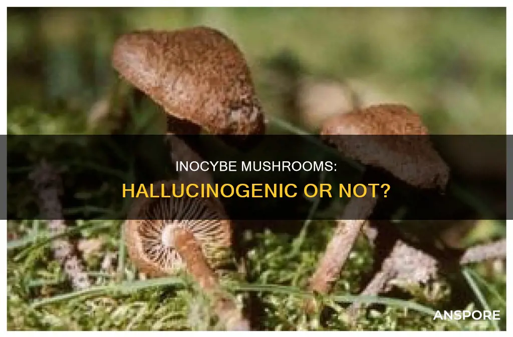 are inocybe mushrooms hallucinogenic