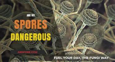 Are Ivy Spores Harmful? Uncovering the Truth About Ivy Spores