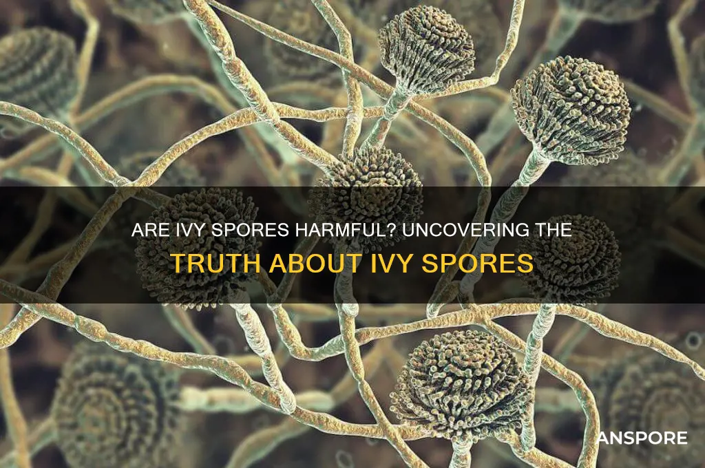 are ivy spores dangerous