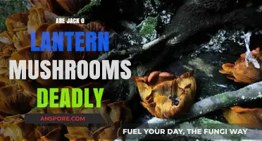 Are Jack O' Lantern Mushrooms Deadly? Unveiling the Truth