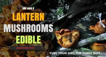 Are Jack O' Lantern Mushrooms Edible? A Toxic Truth Revealed