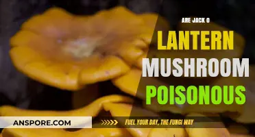 Are Jack O' Lantern Mushrooms Poisonous? Unveiling the Truth