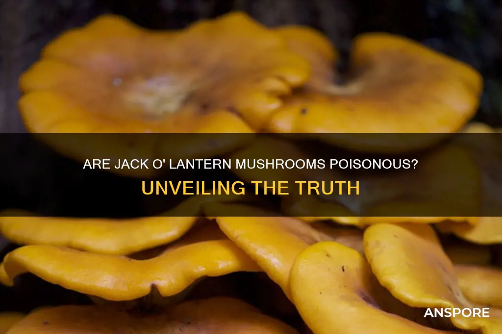 are jack o lantern mushrooms poisonous