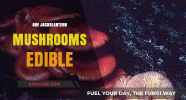 Are Jack-O'-Lantern Mushrooms Edible? A Guide to Safety and Identification