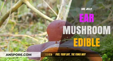 Are Jelly Ear Mushrooms Edible? A Tasty Fungus Guide