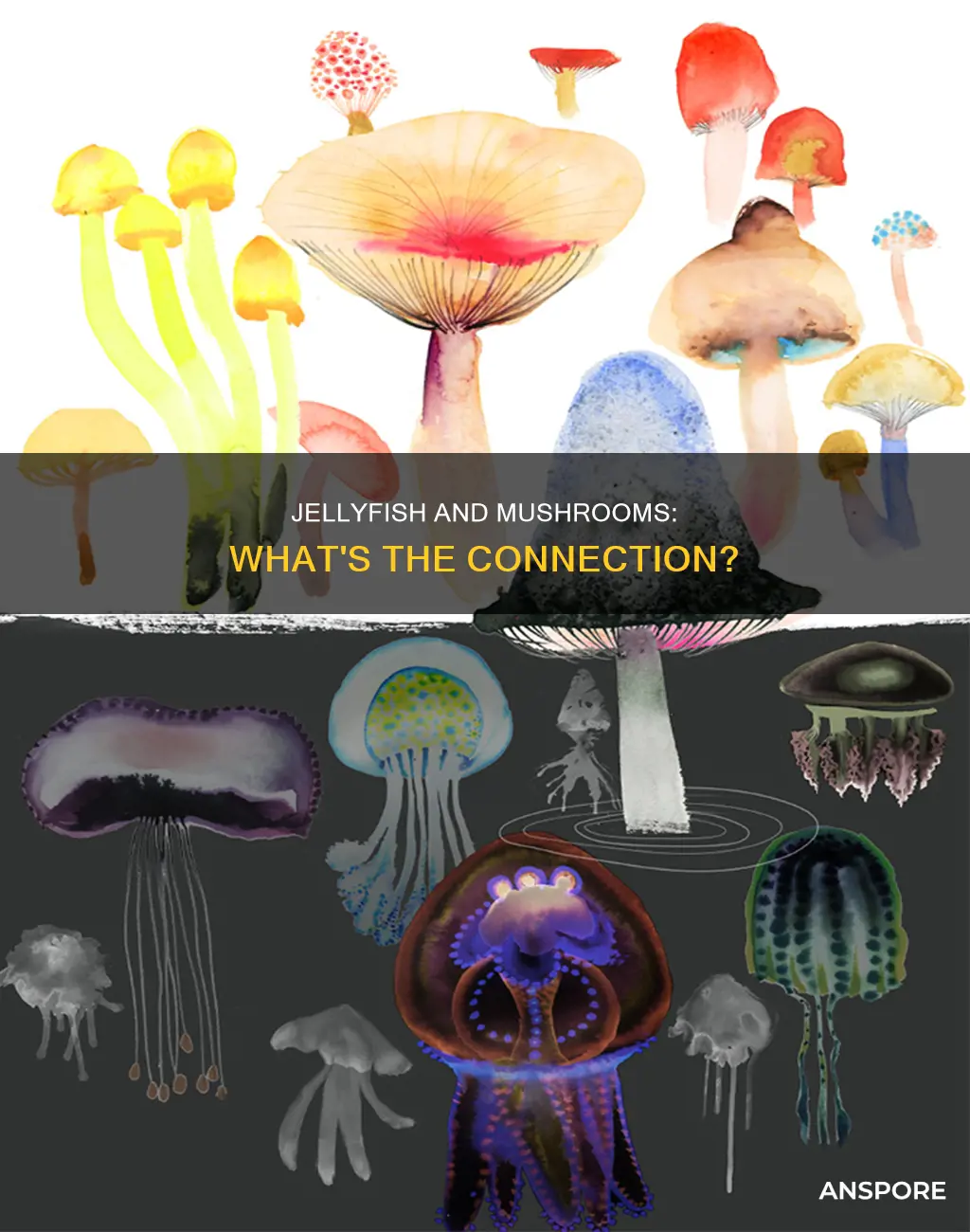 are jellyfish related to mushrooms