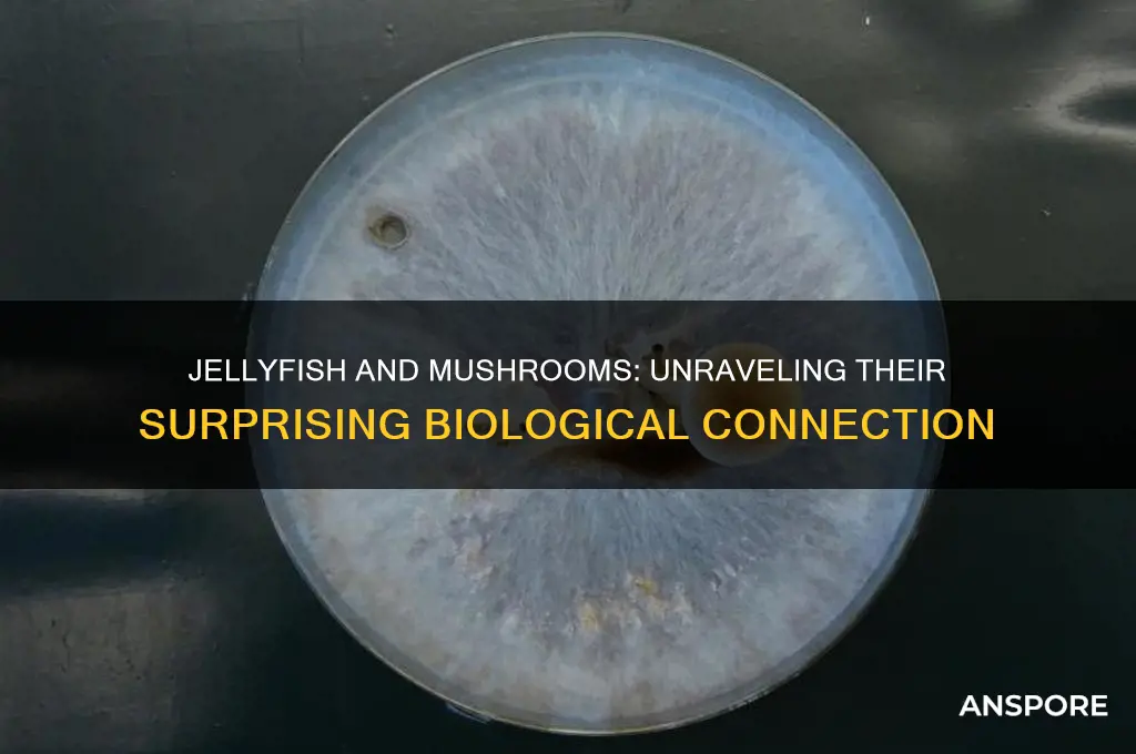 are jellyfish related to the mushroom
