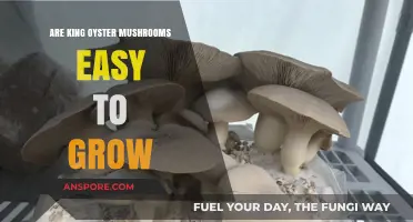 Growing King Oyster Mushrooms: A Beginner's Guide to Easy Cultivation