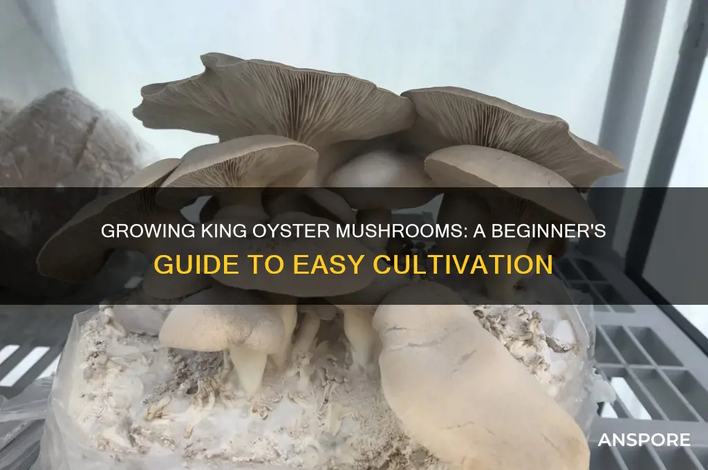 are king oyster mushrooms easy to grow