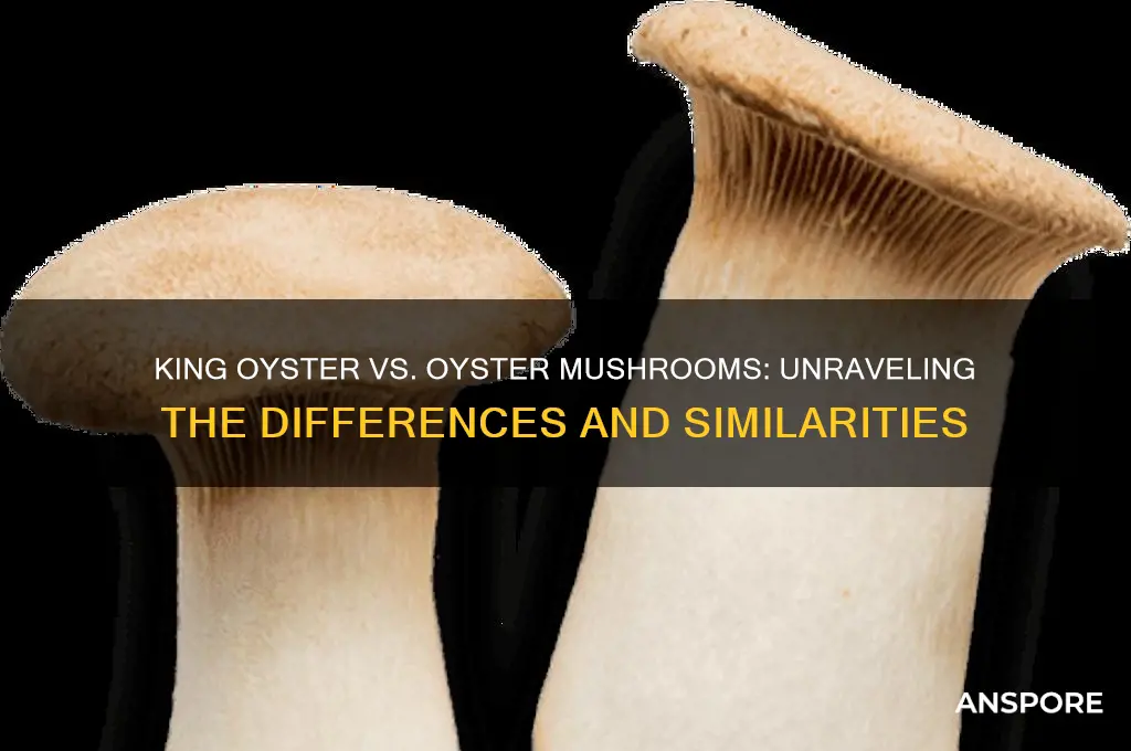 are king oyster mushrooms the same as oyster mushrooms