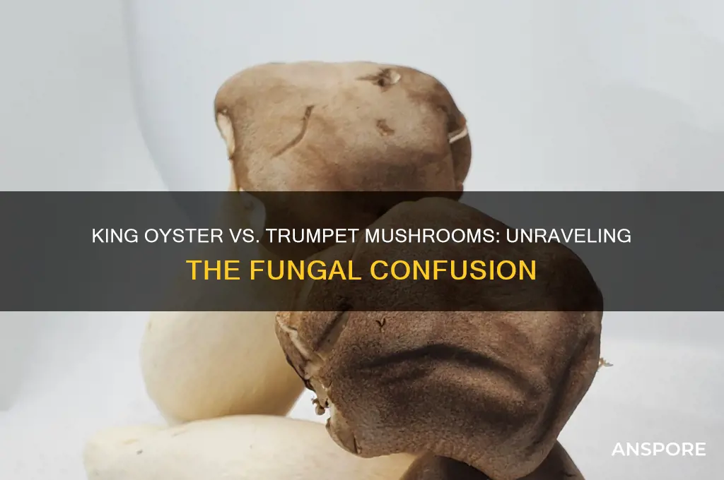 are king oyster mushrooms the same as trumpet mushrooms