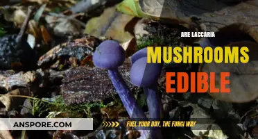 Are Laccaria Mushrooms Edible? A Guide to Their Safety and Uses