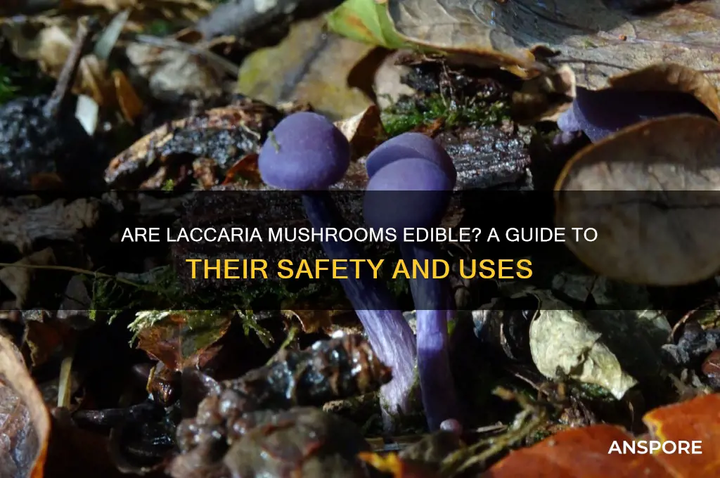 are laccaria mushrooms edible
