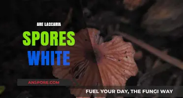 Are Laccaria Spores White? Unveiling the Truth About Their Color