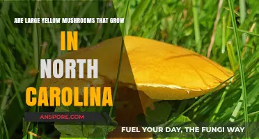 Exploring North Carolina's Large Yellow Mushrooms: Identification and Habitat