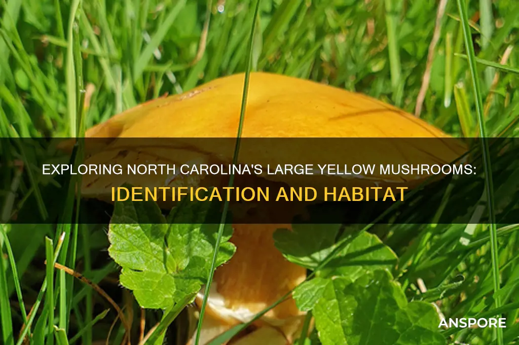 are large yellow mushrooms that grow in north carolina