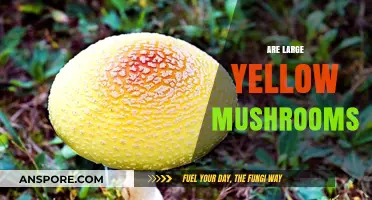 Yellow Mushrooms: Are They Safe or Toxic?