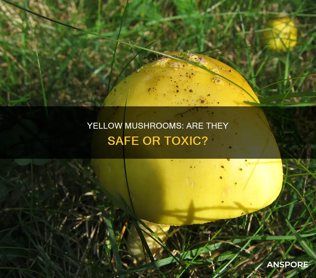 are large yellow mushrooms