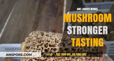 Do Larger Morel Mushrooms Pack a More Intense Flavor?