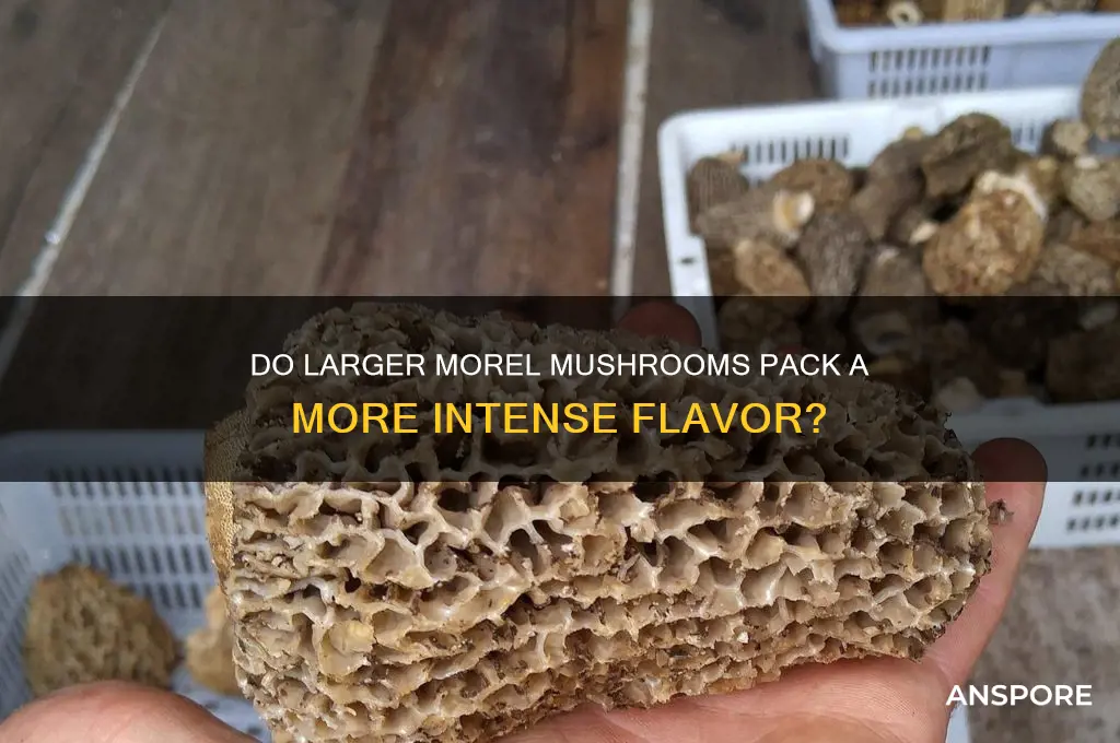 are larger morel mushrooms stronger tasting