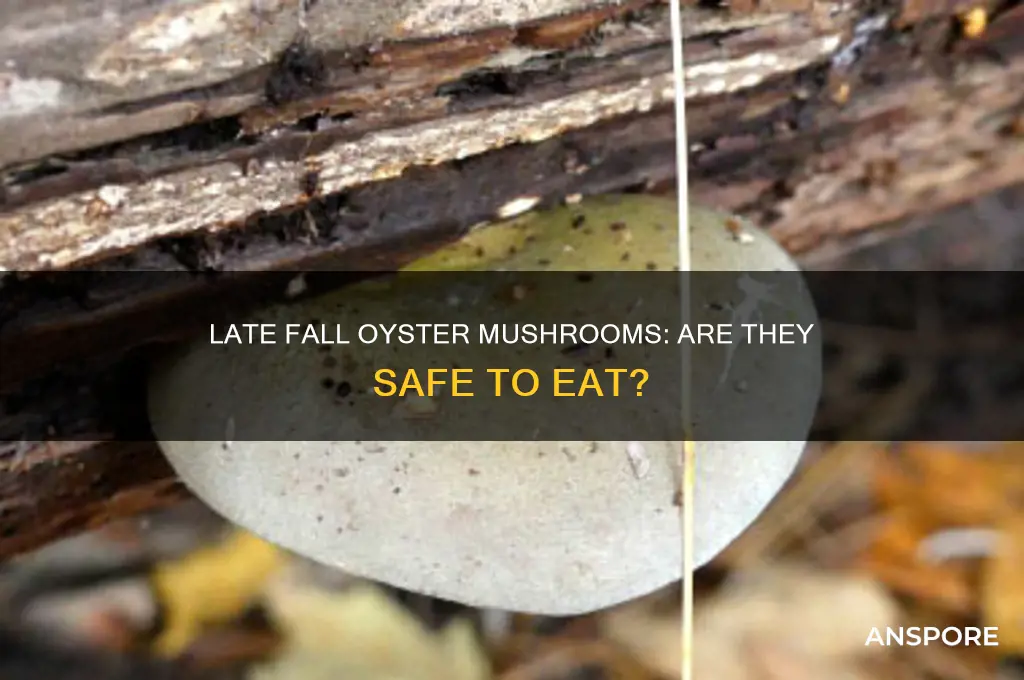 are late fall oyster mushrooms edible