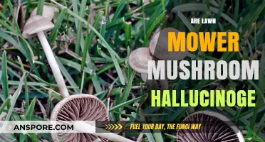 Mushrooms in Your Lawn: Are They Hallucinogenic?