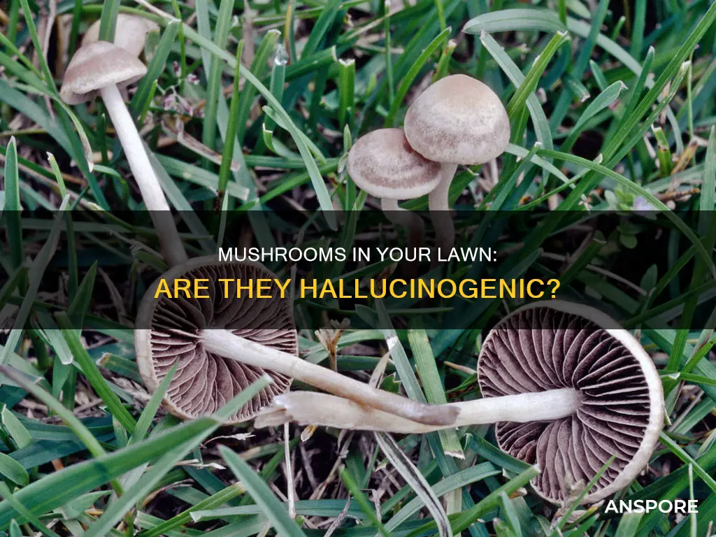 are lawn mower mushrooms hallucinogenic
