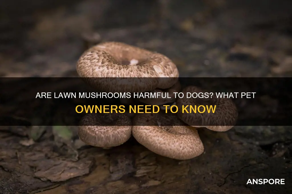 are lawn mushrooms bad for dogs