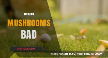 Are Lawn Mushrooms Harmful? Understanding Their Impact on Your Yard