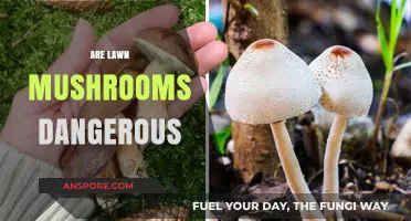 Mushrooms in Your Lawn: Are They Dangerous?