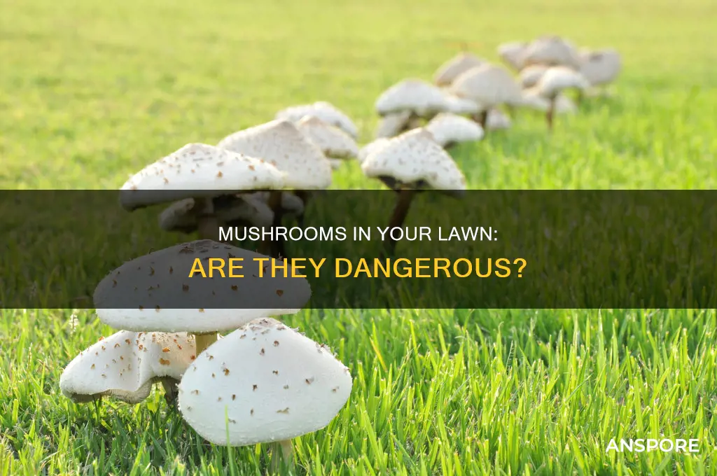 are lawn mushrooms dangerous