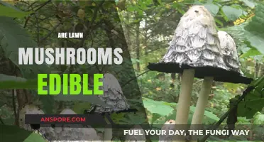 Can You Eat Lawn Mushrooms? A Guide to Edible Varieties